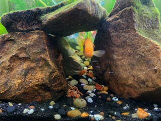 Single Red Zebra Cichlid photo front view with rock cave, bubble, wood and plant background