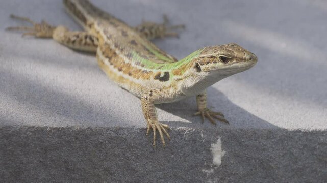 Close portrait of Italian wall lizard female (Podarcis siculus) on stone border