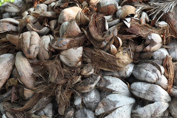 Pile of dried coconut husk	
