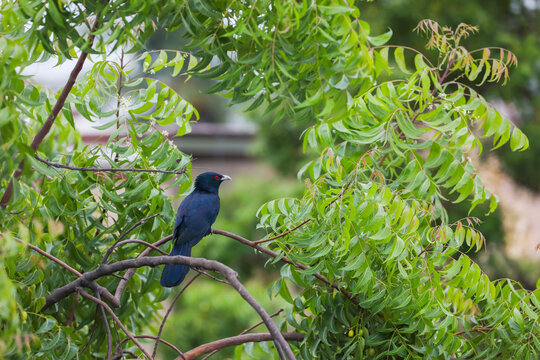 Asian koel bird on branch
