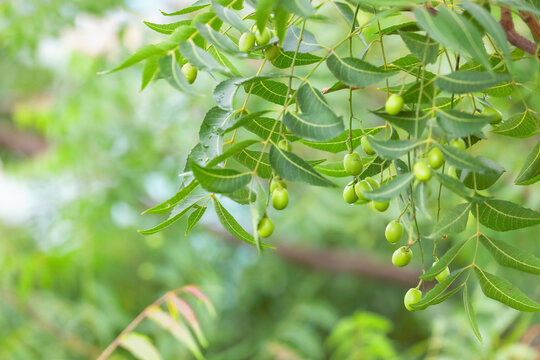 Neem tree with fruits in garden