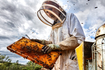 Beekeeper manipulating hive frame in apiary