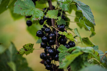 Gałązka z owocami czarnej porzeczki