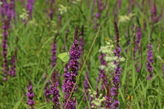 M&auml;nnlicher Zitronenfalter (Gonepteryx rhamni) an Blutweiderich (Lythrum salicaria).