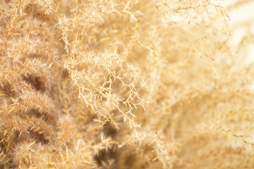 植物　ススキの穂の写真　