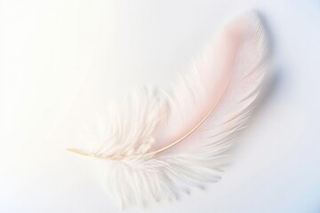 Obraz premium Delicate white feather on a soft light background, symbolizing lightness and purity, perfect for tranquil and serene themes.