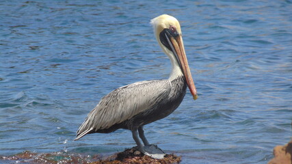 Un pélican sur un rocher face à la mer