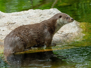 otter standing on a rock in a river