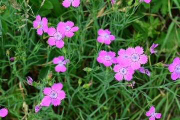 carnation flowers among green grass top view  