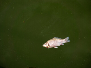 dead fish in dirty water