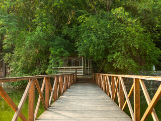 wooden bridge in the forest