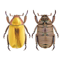 Gold jewel scarab beetle.  (Chrysina aurigans)