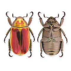 Red-gold jewel scarab beetle. (Chrysina aurigans)