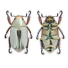 Silver jewel scarab beetle. (Chrysina chrysargyrea)