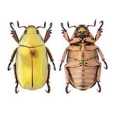 Gold jewel scarab beetle. (Chrysina resplendens) 