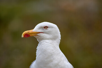 Closeup of Yellow-legged Gull with its red eye ring on the Cies Islands