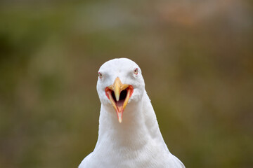 Closeup of Yellow-legged Gull with its red eye ring on the Cies Islands