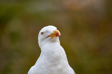 Closeup of Yellow-legged Gull with its red eye ring on the Cies Islands