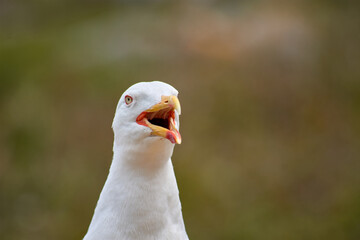 Closeup of Yellow-legged Gull with its red eye ring on the Cies Islands