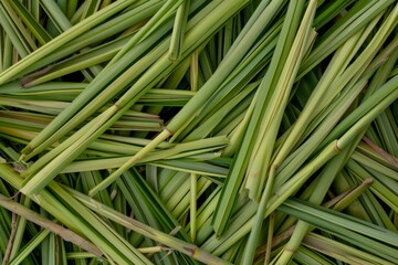 Lemongrass texture background, cymbopogon pattern, barbed wire grass banner, silky heads or oily heads