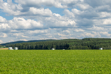 Obraz premium field of green grass with a few trees in the background