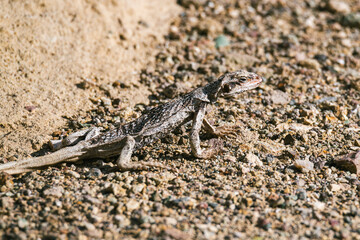 A lizard is walking on a rocky surface