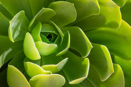 Succulent Close up