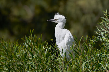 Junger Kuhreiher (Bubulcus ibis) inmitten grüner Zweige auf einem Baum - Arrecife, Lanzarote, Kanarische Inseln