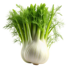 fennel on a white
