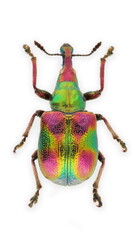 Inesct beetle collection: