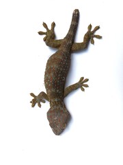lizard gecko on white background