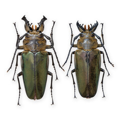 Inesct beetle collection: Autocrates aeneus (Westwood 1846) 