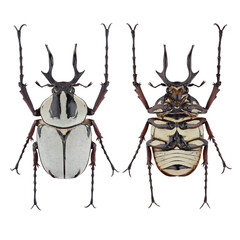 Inesct beetle collection: Dicronocephalus adamsi (Pascoe, 1863)