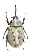 Inesct beetle collection: Dynastes granti Horn 1870 