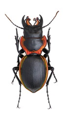 Inesct beetle collection: Mouhotia gloriosa Laporte, 1862 