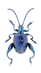 Inesct beetle collection:
