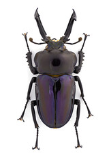 Inesct beetle collection: Phalacrognathus muelleri Macleay, 1885