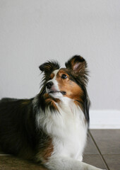 Shetland Sheepdog looking upwards while resting on floor.