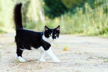 Little domestic kitten with funny tail. Cat walking alone on country forest road.