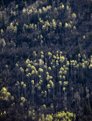 Spring Aspens