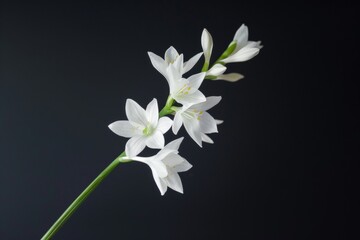 Fototapeta premium Timeless Star of Bethlehem flower stem against dramatic black backdrop, graceful elegance
