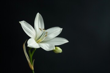 Naklejka premium Timeless Star of Bethlehem flower stem against dramatic black backdrop, graceful elegance