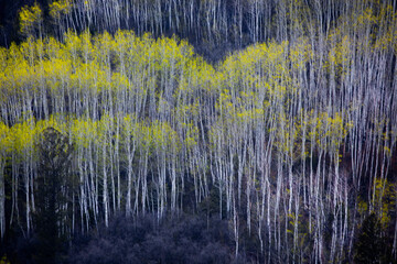 Spring Aspens