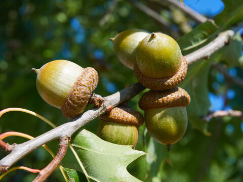 Quercus rubra, the northern red oak