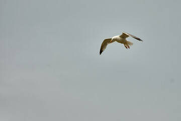 Seagull Soaring in the Sky at Cies Islands