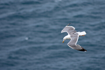 Seagull Soaring in the Sky at Cies Islands