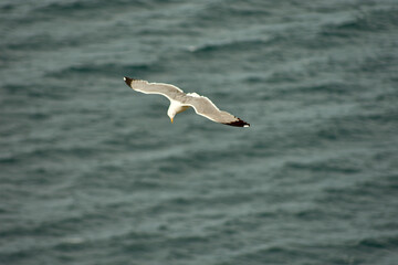 Seagull Soaring in the Sky at Cies Islands