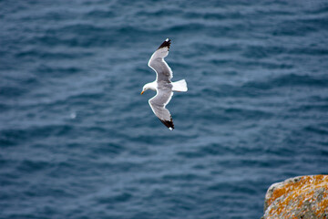 Seagull Soaring in the Sky at Cies Islands