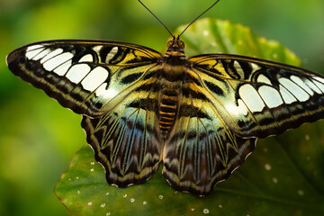 Butterfly blue clipper. Parthenon Sylvia butterfly 