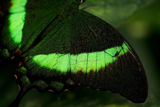 Papillon Phorcas close up. Green butterfly. Background of butterfly wing